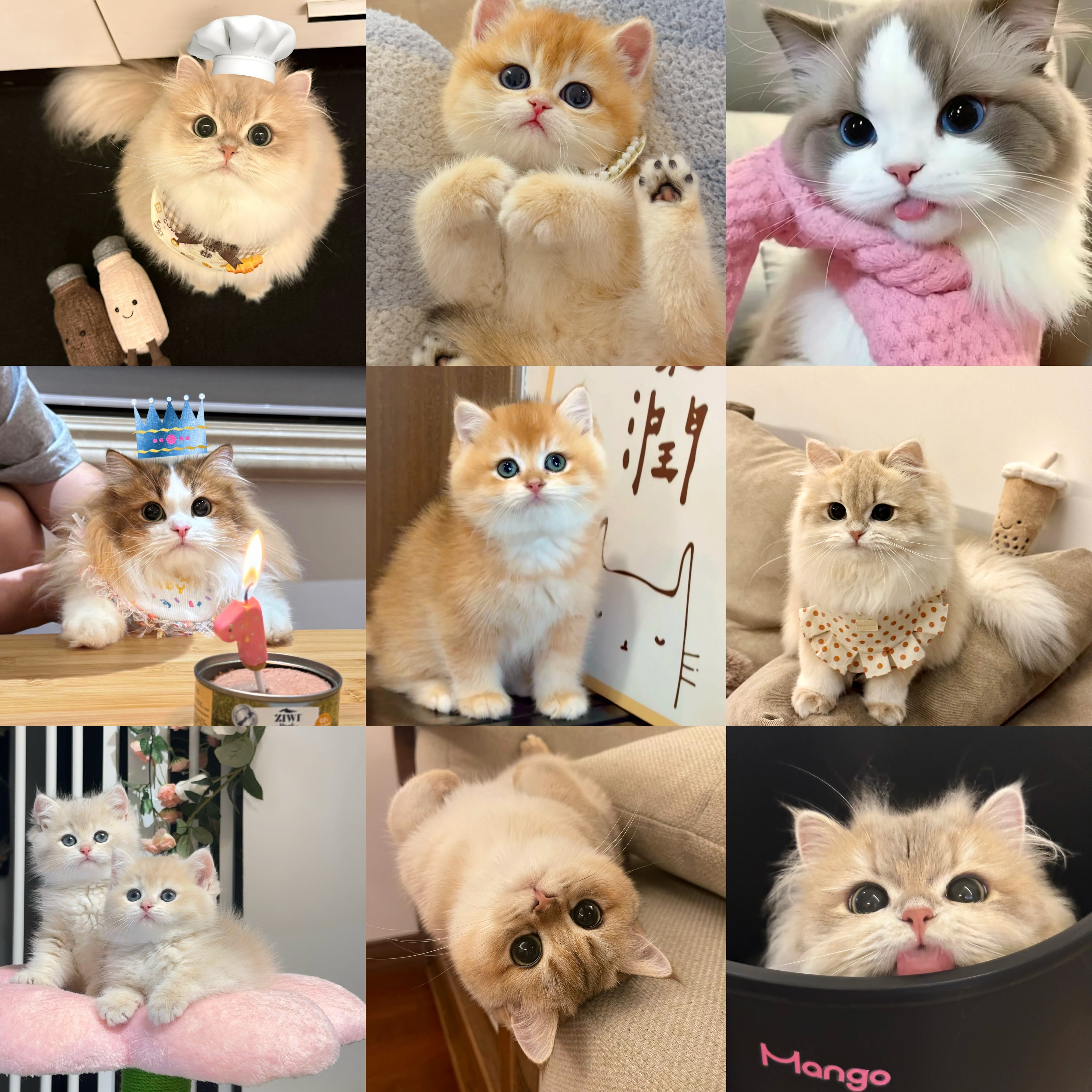 【添宝儿专属】边缅因猫活体猫猫全款链接