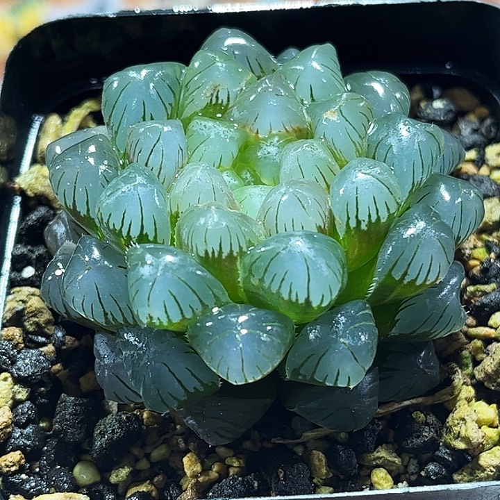 十二卷多肉实生玉露