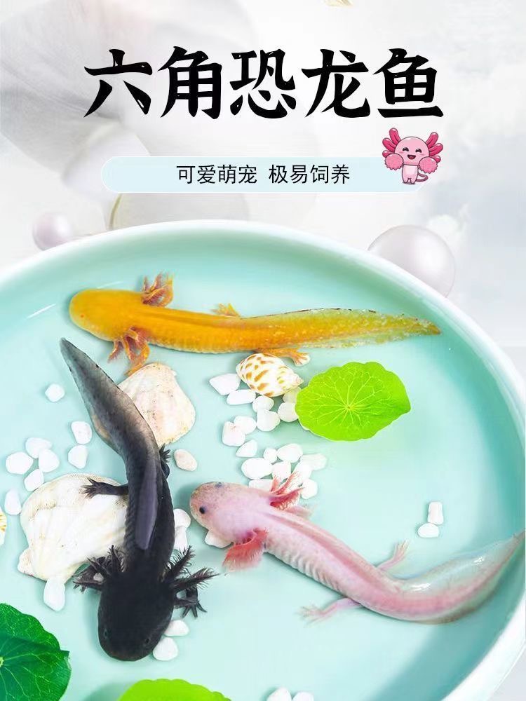 蝾螈自来水可养懒人好养观赏宠物鱼