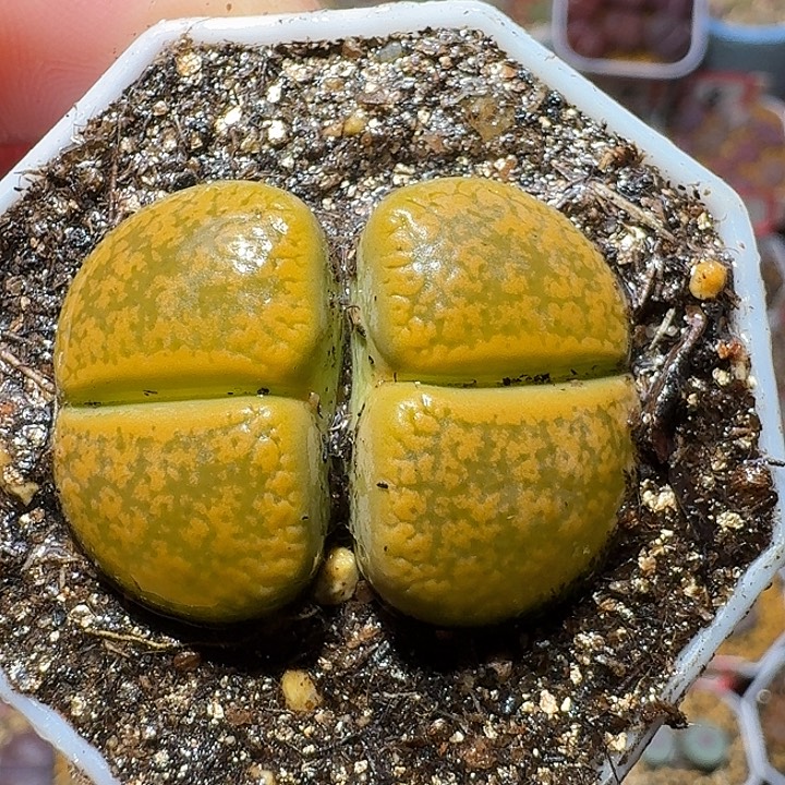 生石花112222。  301