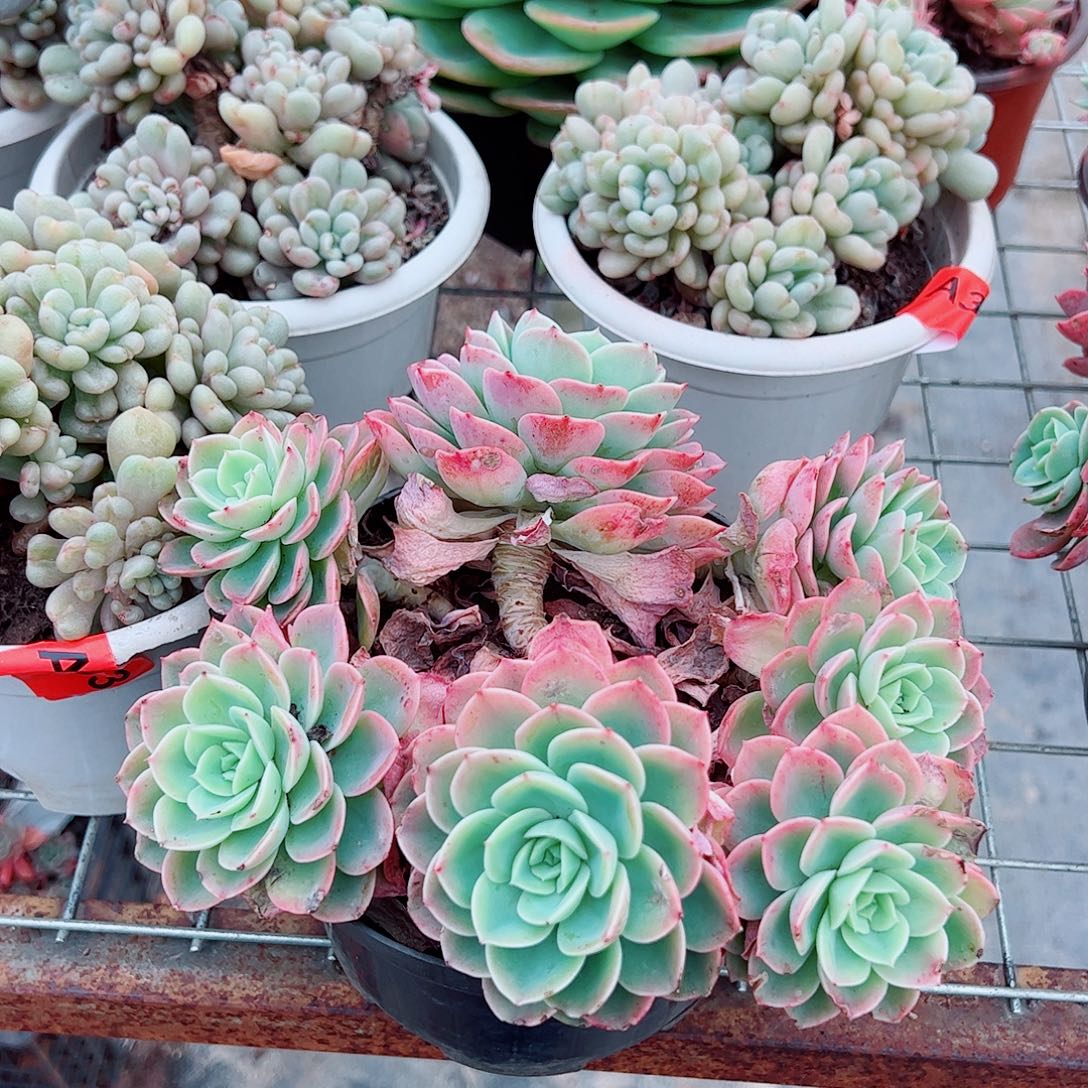 哈密瓜多头群生老桩特价