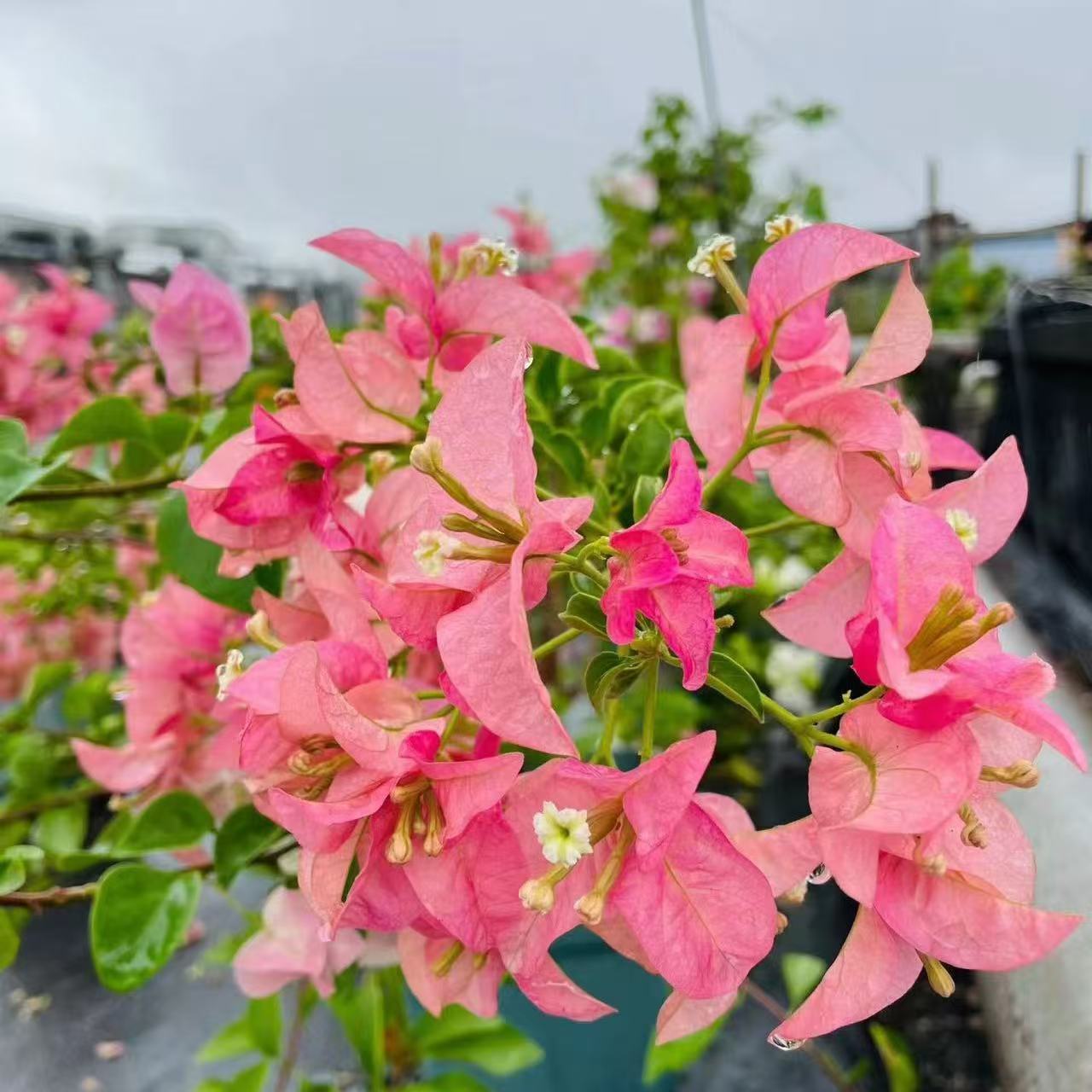 卡亚塔三角梅勤花品种好养室内外种植