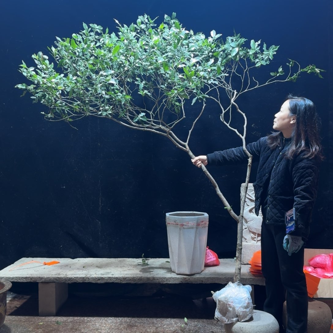 创***发完全开放栀子花生桩一物一拍