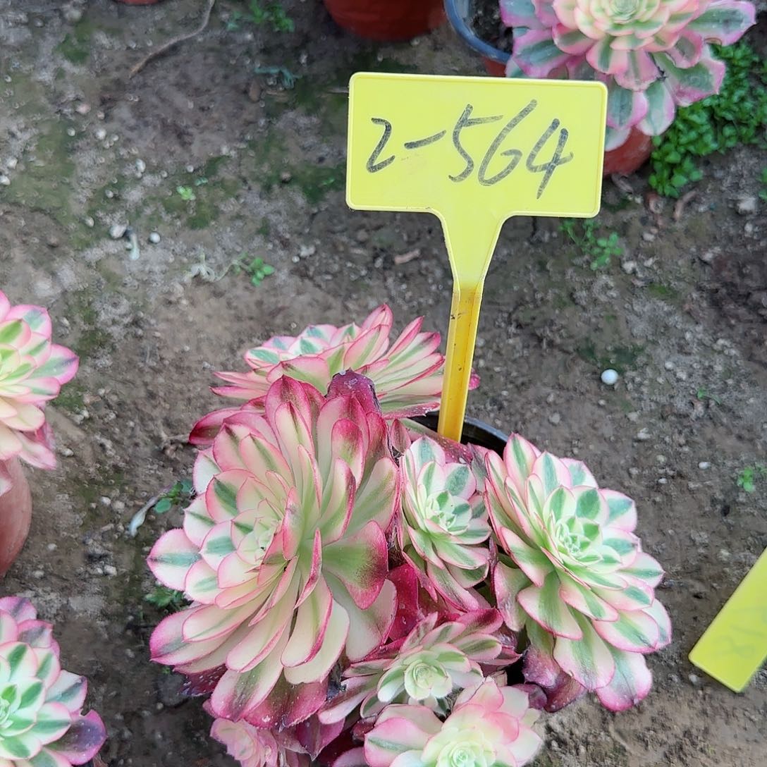 2-564--多头多肉植物