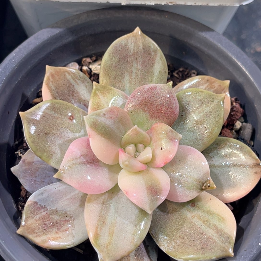 多肉特价华丽风车锦