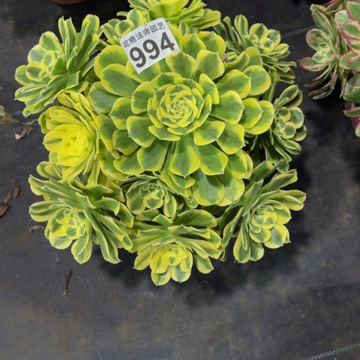 绿豆沙99400000000