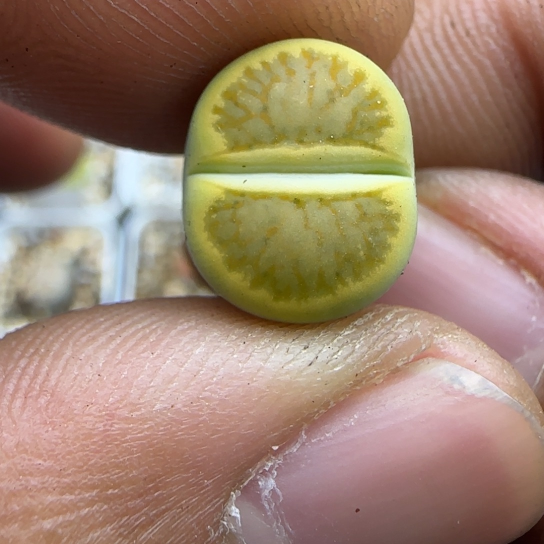 587 生石花大棚直播