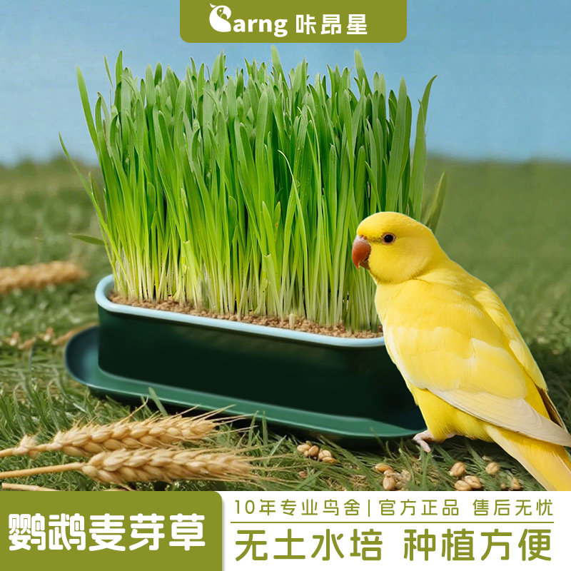 鹦鹉零食麦芽草粮大麦种子促进消化啃咬饲料新鲜鸟草盒解闷防啄毛