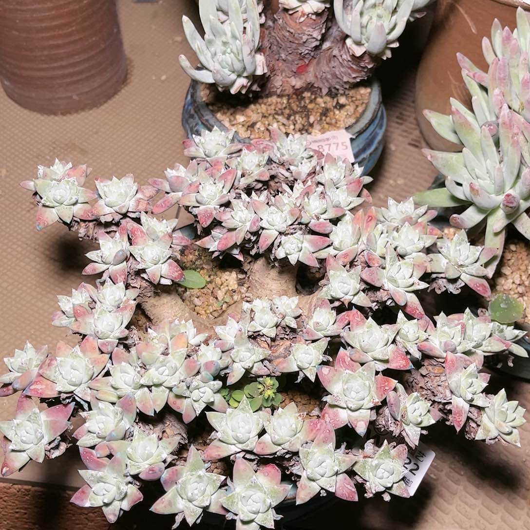 9122白姆瑞吉娜仙女杯多肉