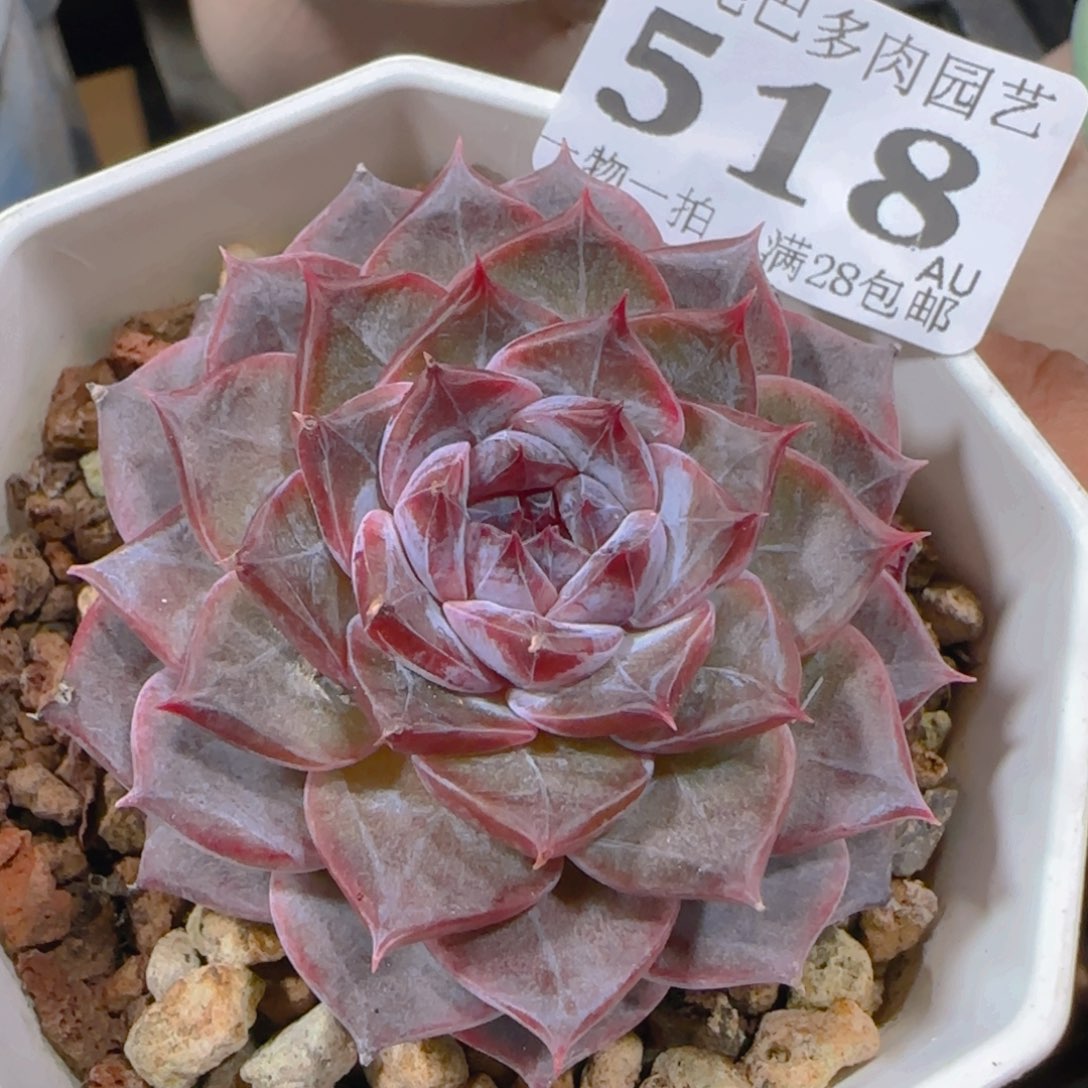 AU小尾巴5CM迷你拇指盆栽精控多肉518