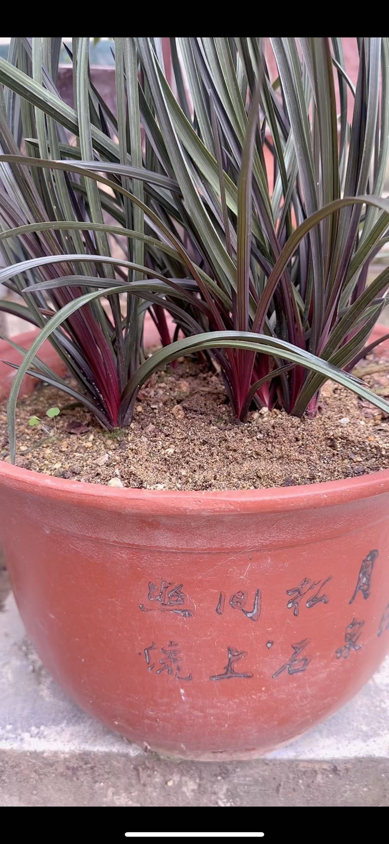 精美花卉绿植兰花精品香妃