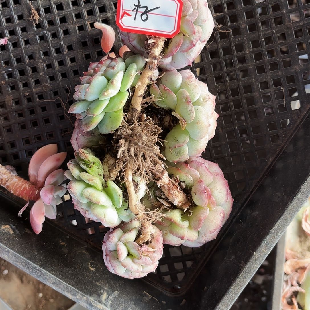 木***j天鹅绒多肉发货