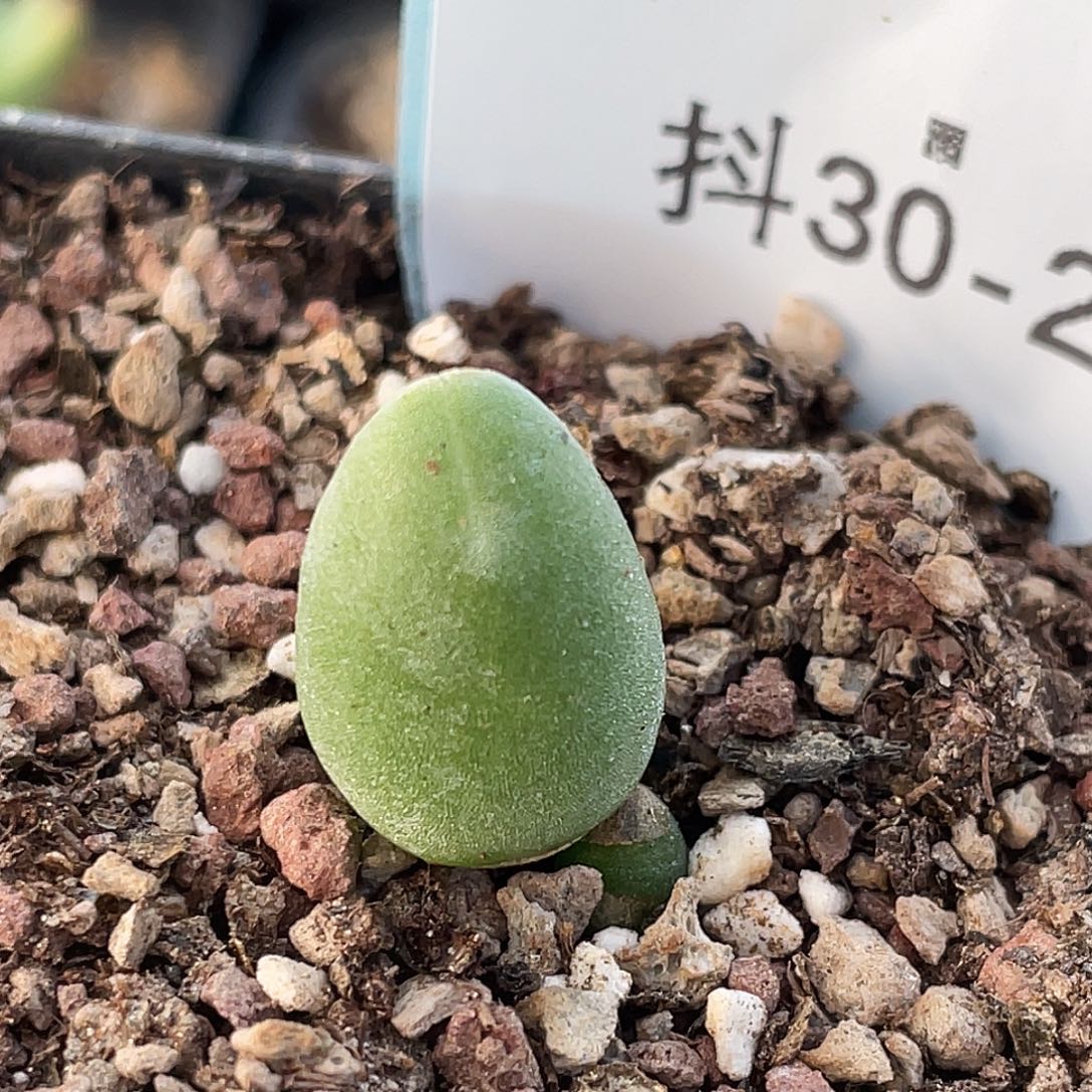 30-22哈默兔多肉植物