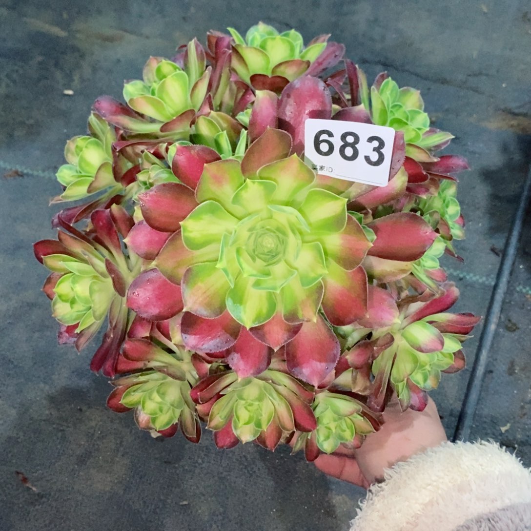 韶华683多肉1111
