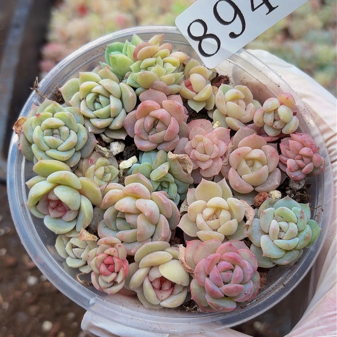 多肉植物多肉植物894