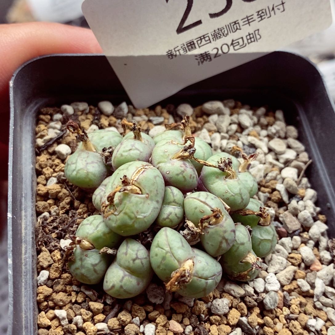 我的小姐姐们都是我的238