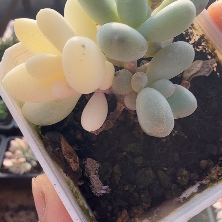 奶酪锦底座多肉锦