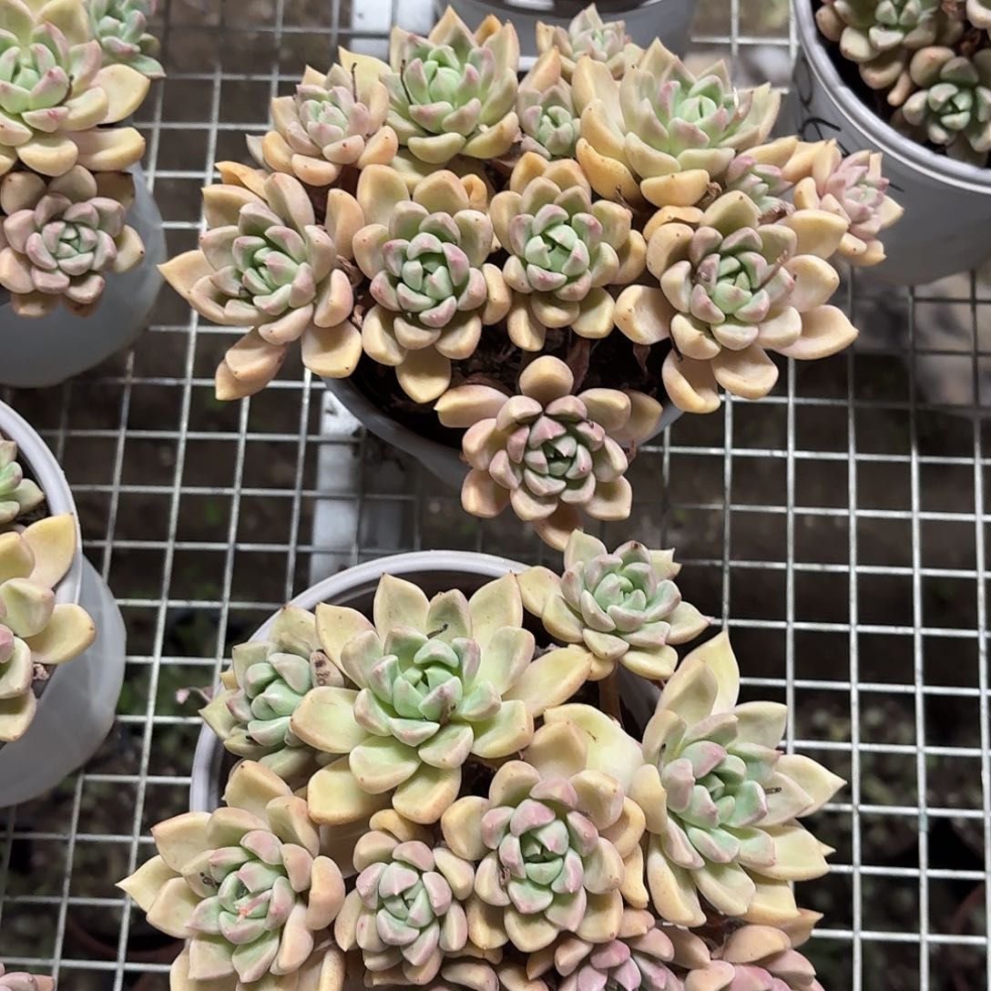 黄金璀璨大群15㎝冠幅