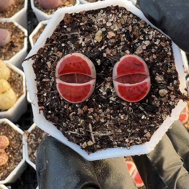 生石花111-1。     262