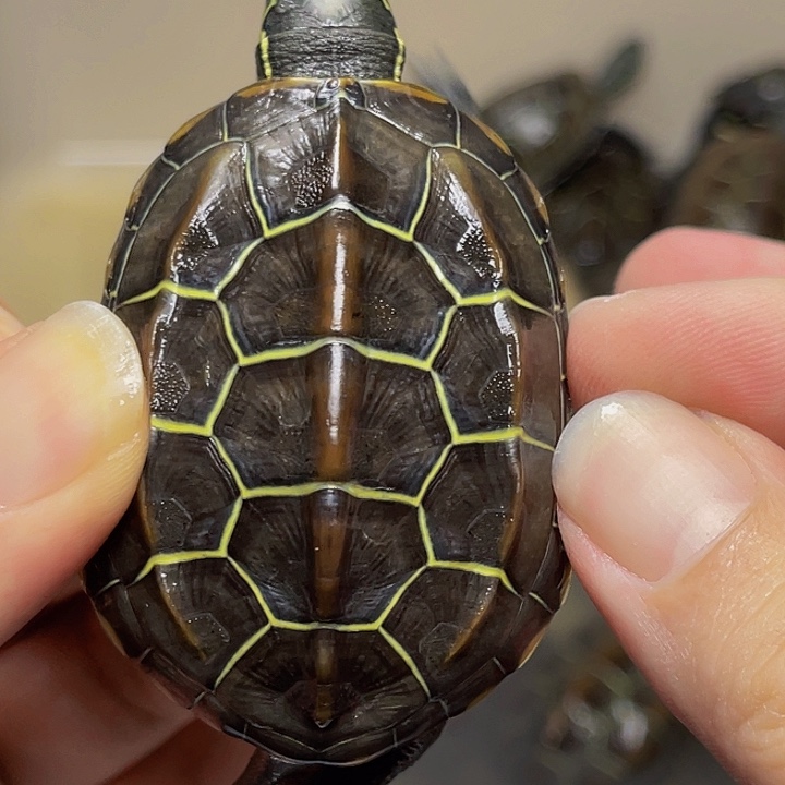 中华草龟母举高高牛告五人