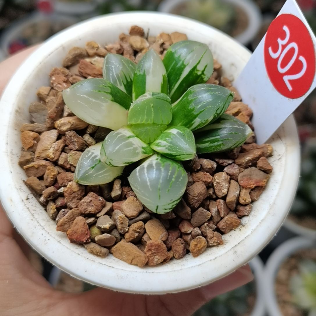 302号巨峰玉露锦一物一拍带盆土发货