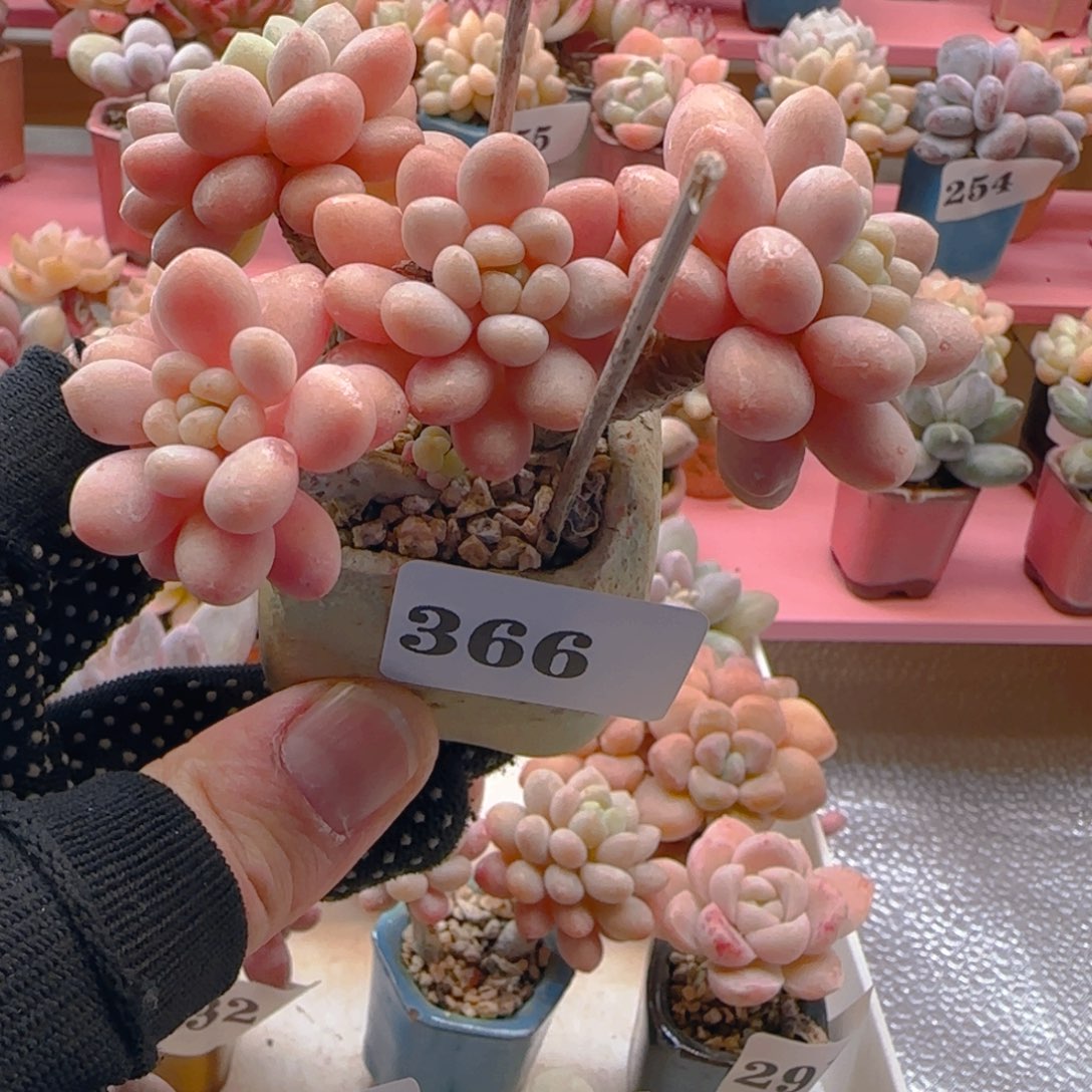 鱼子酱366 ，带盆土发货，满38包邮非偏远。