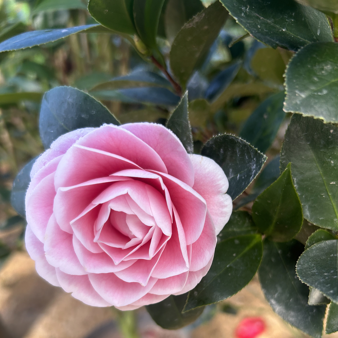 五色赤丹茶花带花苞树苗盆栽室内外好养耐寒耐热四季