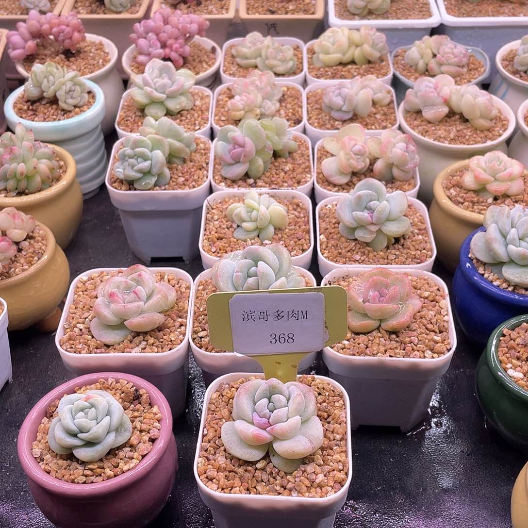 滨哥多肉M368冰玉石化锦