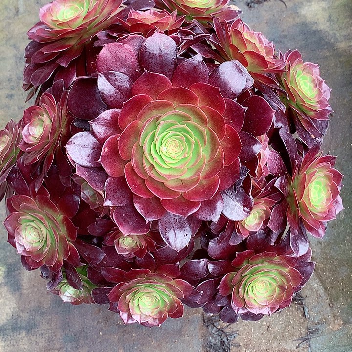 赤焰莲啊啊啊啊啊啊啊