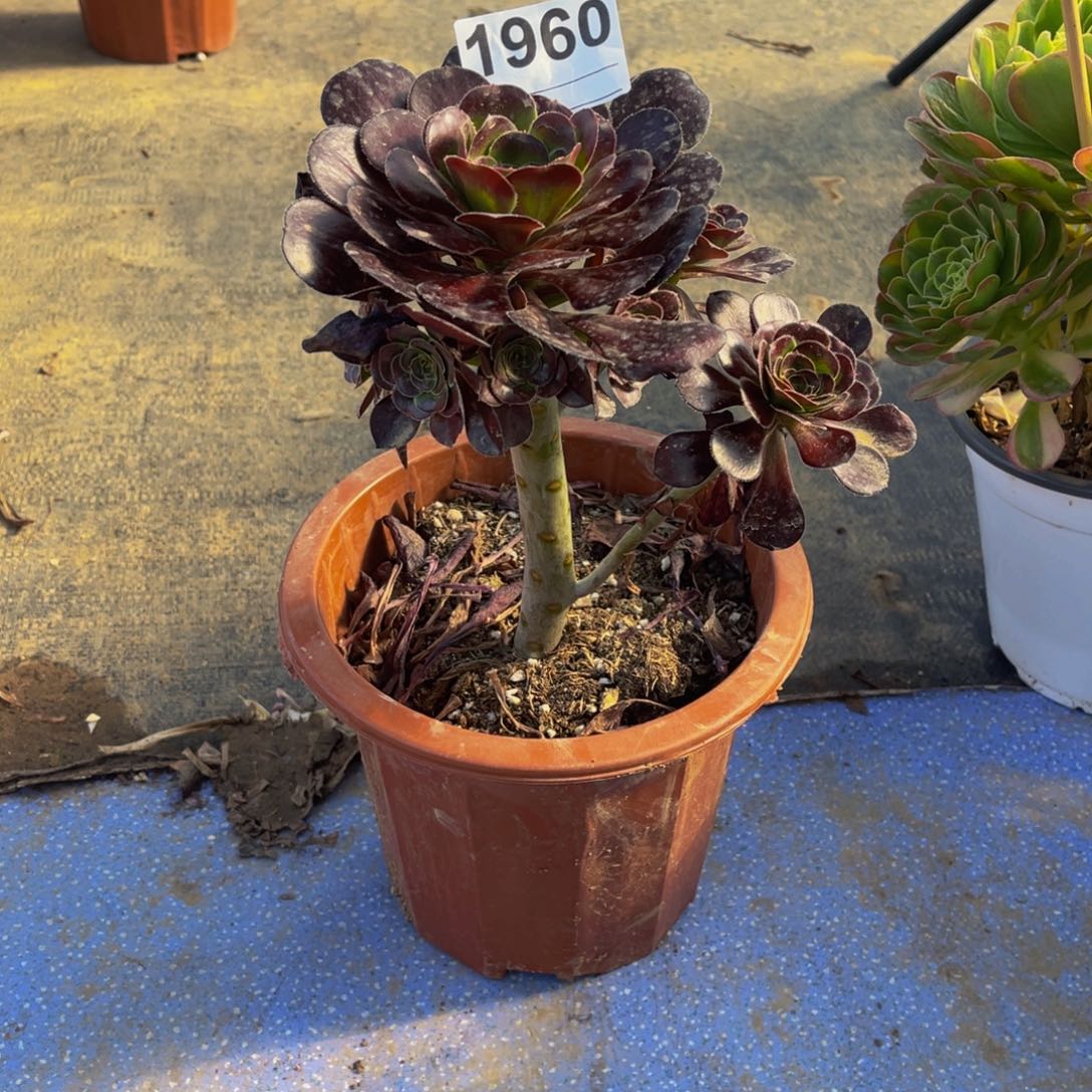 无花朵斓黑豆1960福利