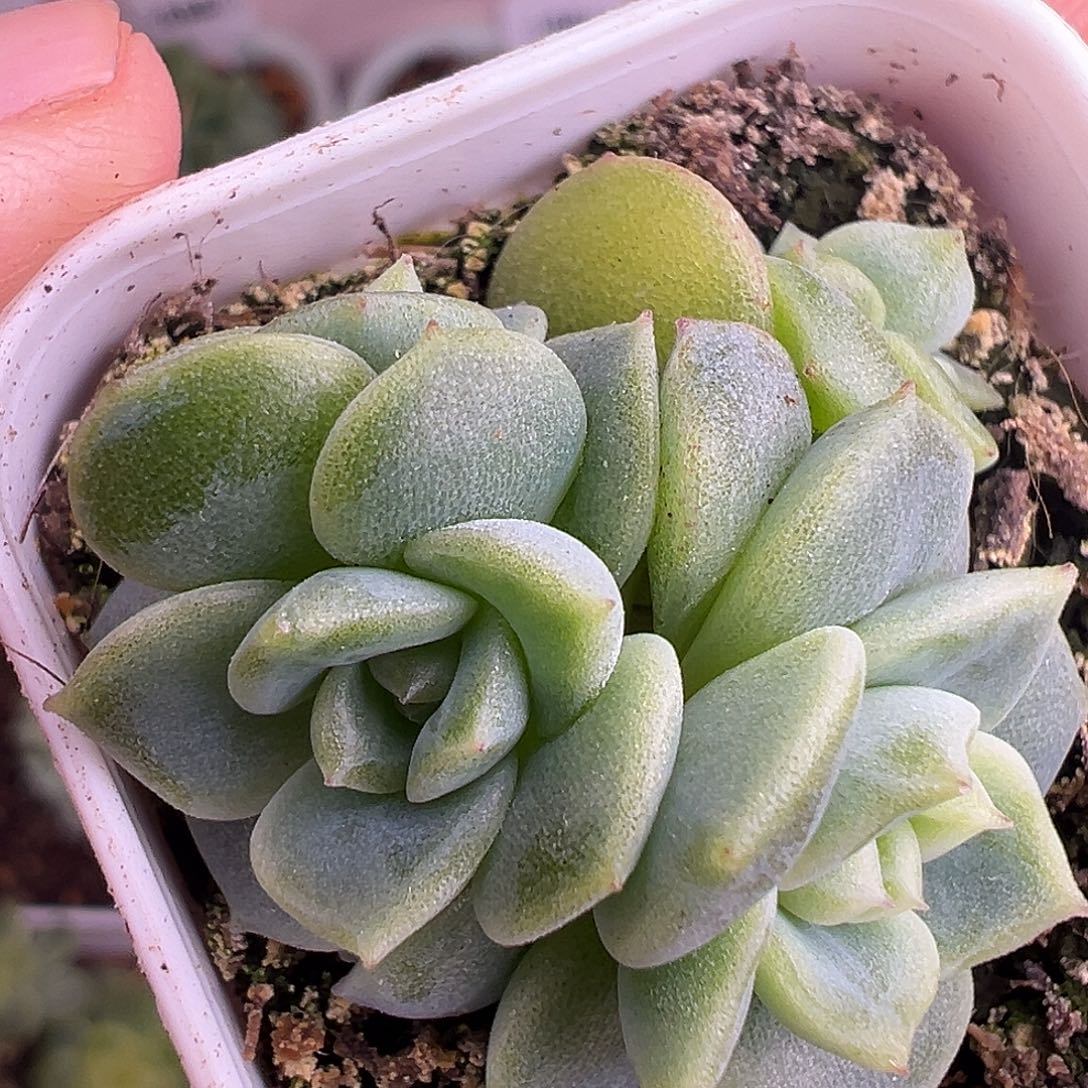 开播福利 四头甜心。  