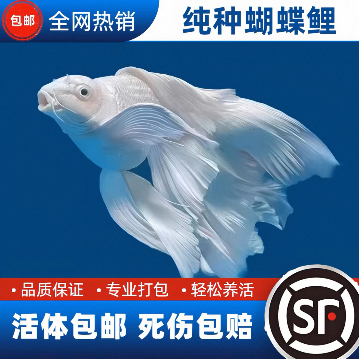 纯种台湾蝴蝶鲤赛级大白短球好养耐活观赏鱼【包活】活体发货