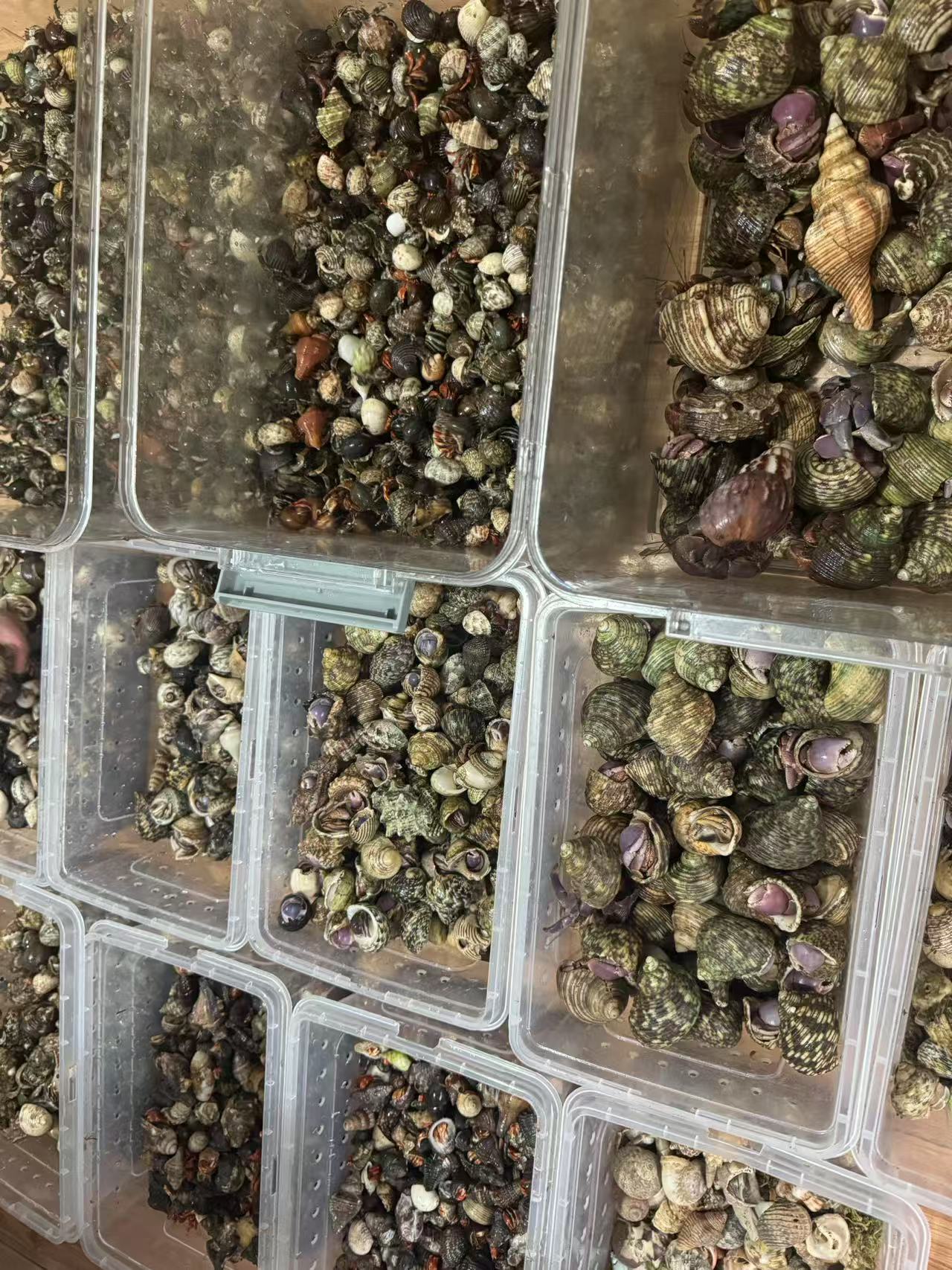 新手摆摊寄居蟹精品彩豆 灰白 里拉 深紫（下单送z料）