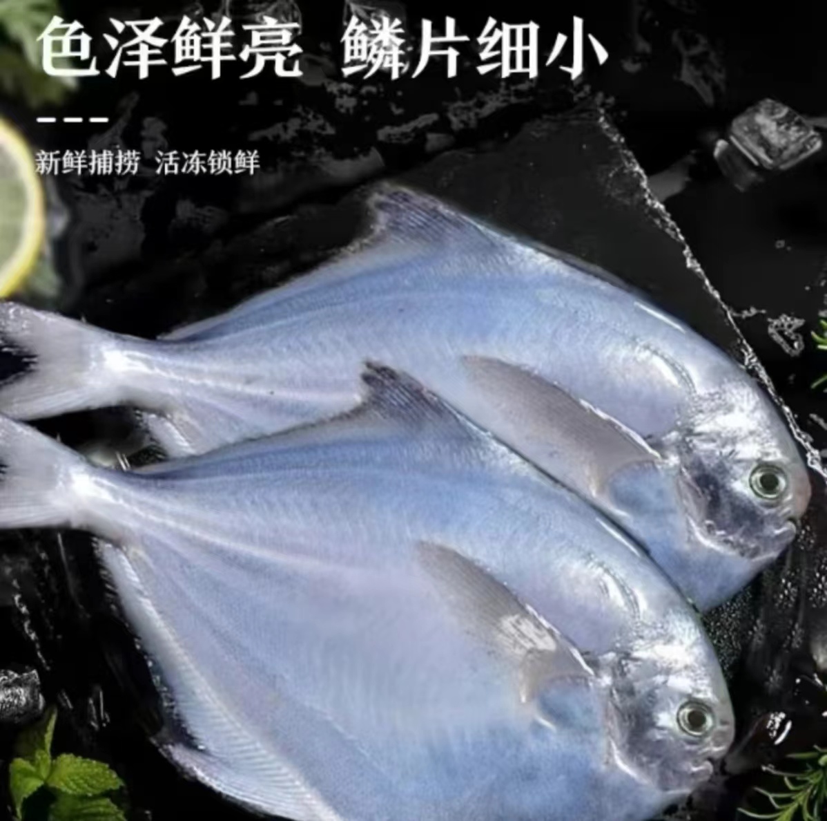 新鲜海捕银鲳鱼肉肥新鲜一斤/五条刺少肉多