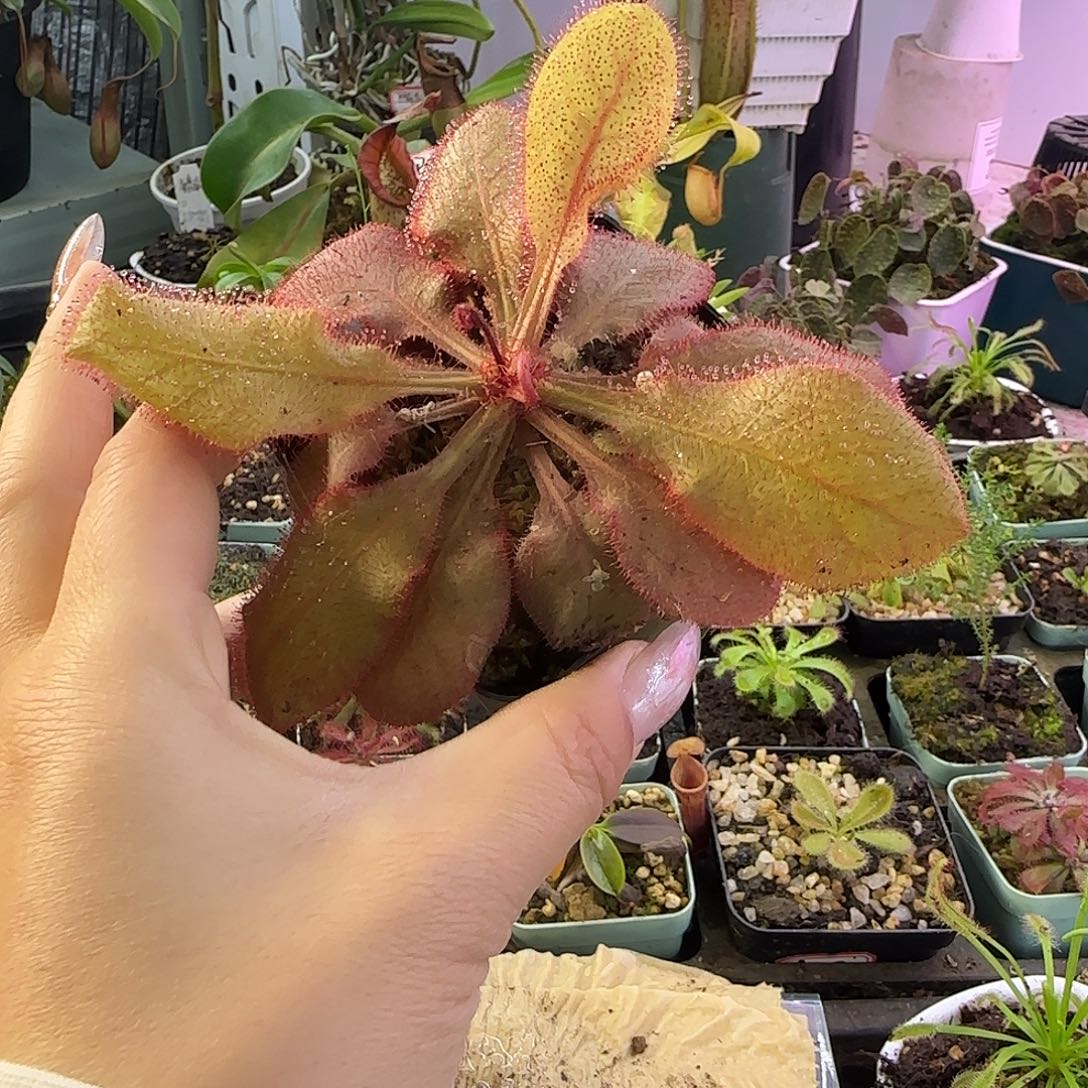 无花朵仙女座茅膏菜