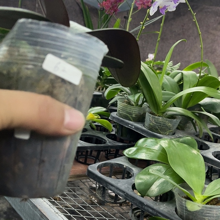 醉***A当前无花栽培后可以开花2.8西雷利