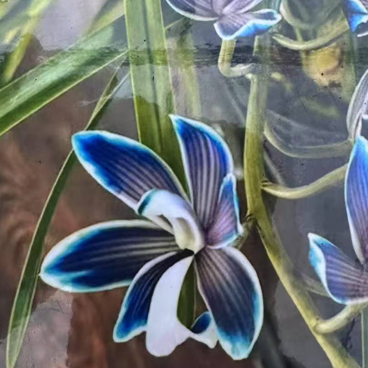 稀有兰花高端花卉收藏佳品