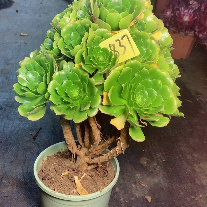 837绿羊绒多肉一物一拍～