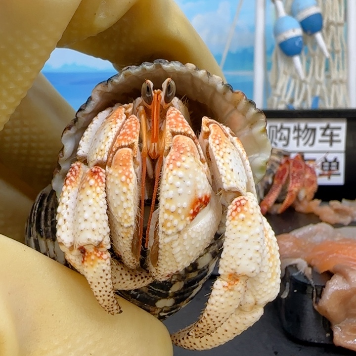 梦***猫毛球 西柚色 2.8cm口径