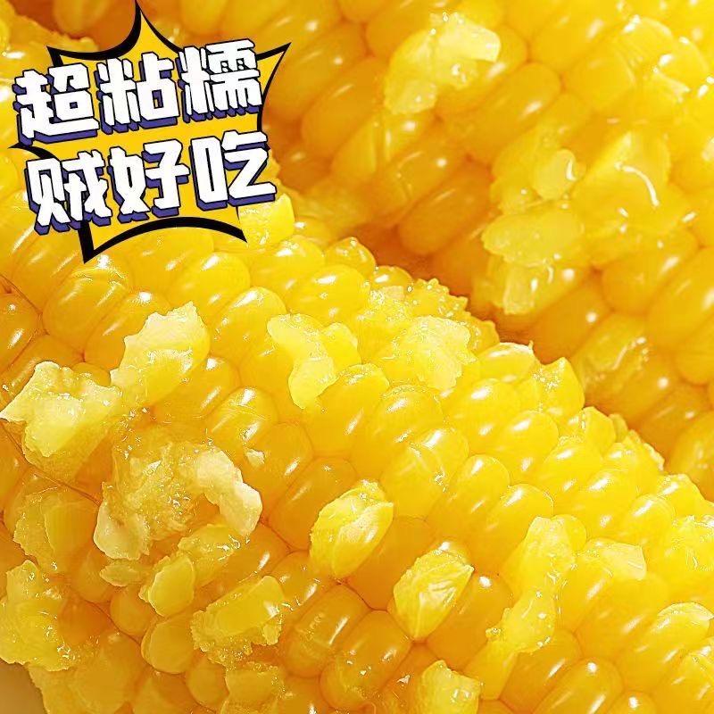 【试吃四根整箱12大棒】东北黄糯玉米软糯粘香真空包装7-8斤