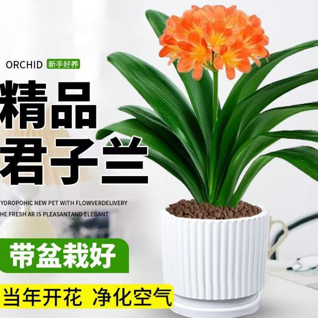 君子兰盆栽高档室内花卉四季常青年年开花好养绿植