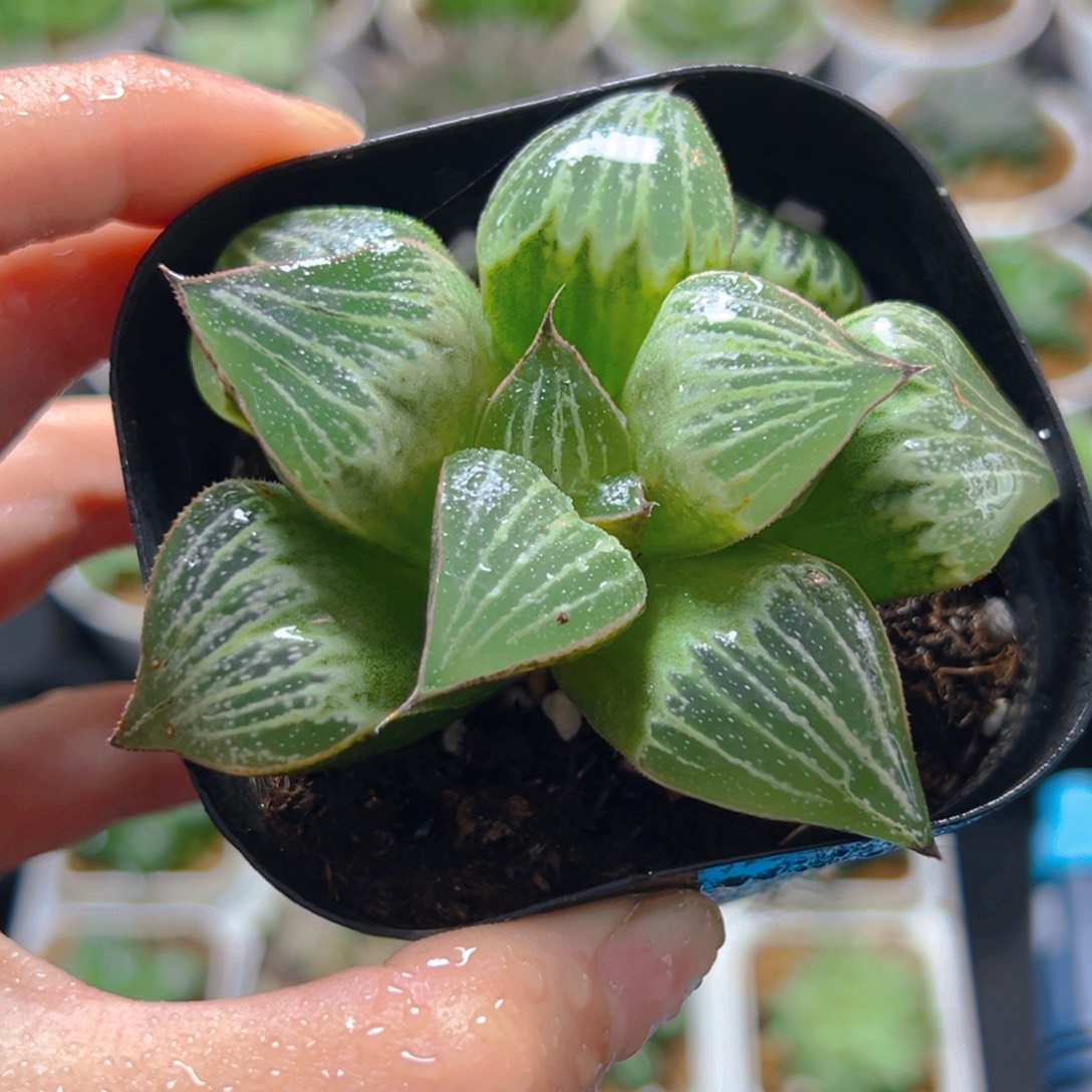 3838多肉植物一颗