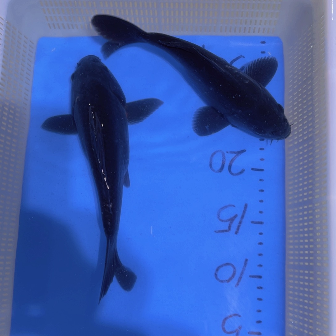 锦鲤锦鲤蝴蝶鲤鱼包邮