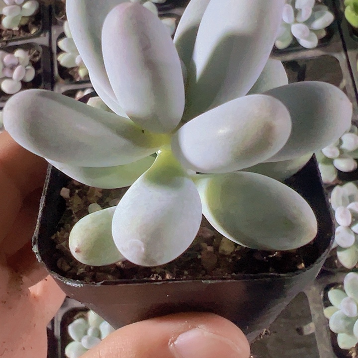 香水奶精品多肉植物大战