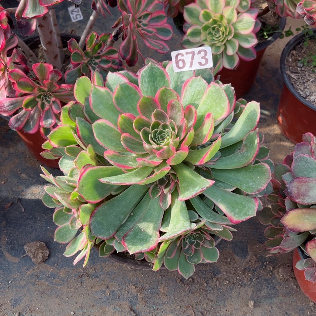 673粉花妖夜宴多肉