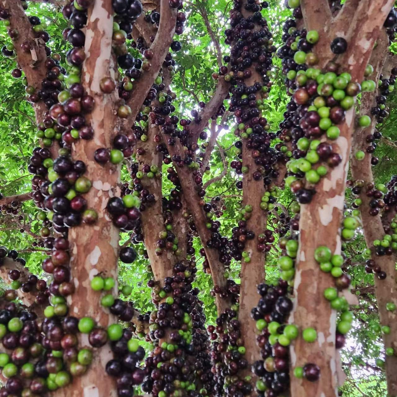 沙巴嘉宝果老桩一物一拍