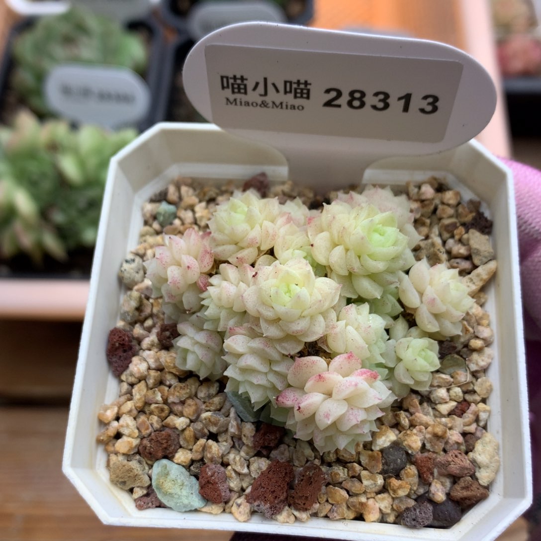 多肉植物小豆珍妮