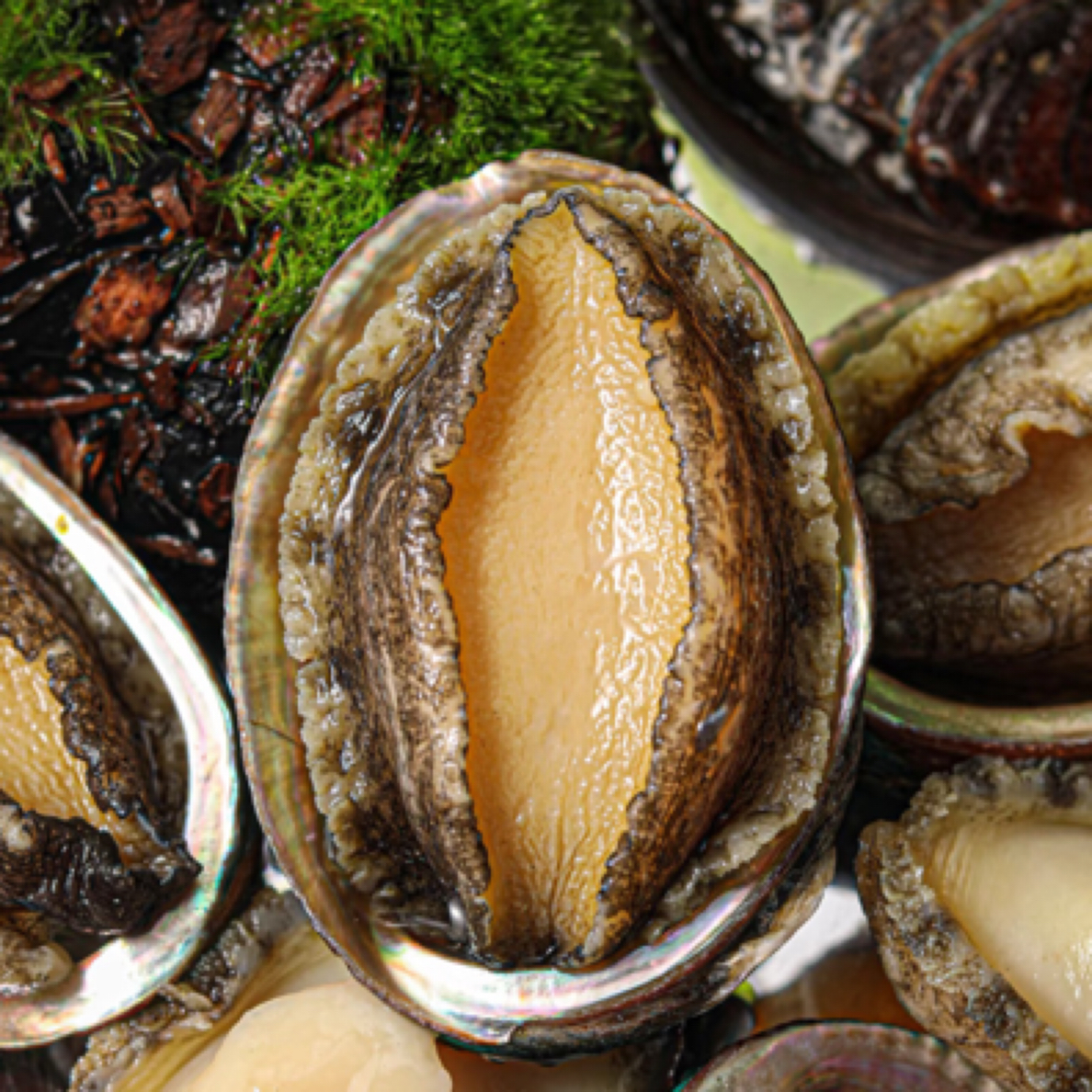 鲍鱼1只 规格【8个头】