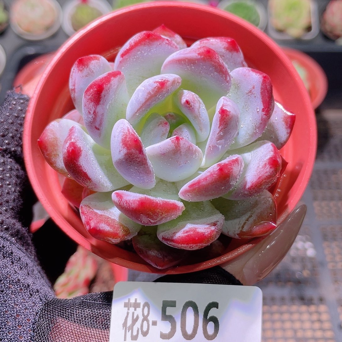 花利美8-506橙梦露