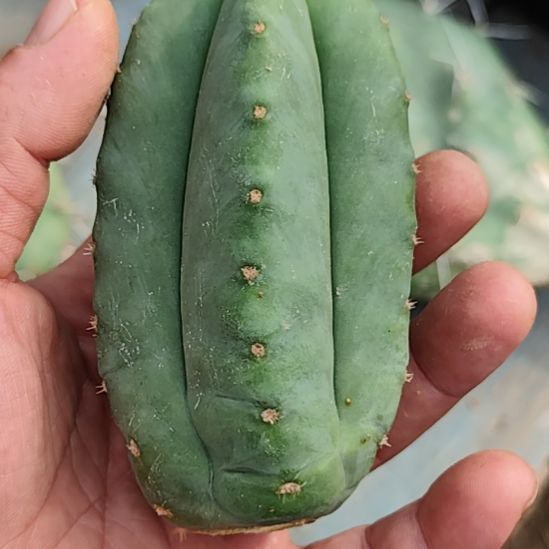 无刺毛花柱柱侧芽无根